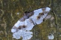 Ligdia adustata