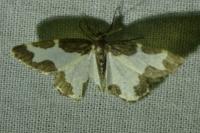 Lomaspilis marginata