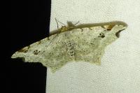 Macaria alternata