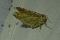 Macaria liturata