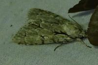 Acronicta psi/tridens