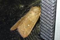 Mythimna albipuncta