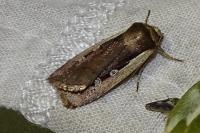 Ochropleura plecta