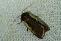 Ochropleura plecta