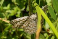 Scopula immorata