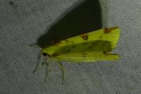 Opisthograptis luteolata