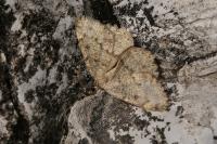 Yezognophos serotinaria serotinoides