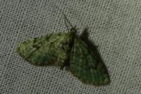 Chloroclystis v-ata