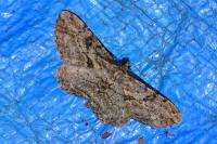 Peribatodes rhomboidaria rhomboidaria