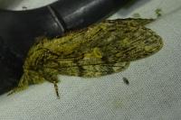 Peridea anceps