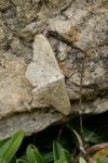 Scopula