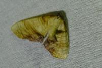 Plagodis dolabraria