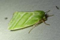 Pseudoips prasinanus