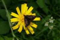 Pyrausta coracinalis