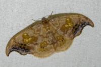 Sabra harpagula