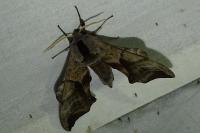 Smerinthus ocellatus ocellatus