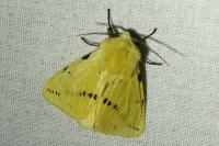 Spilarctia lutea