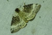 Tetheella fluctuosa