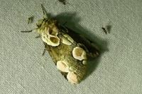 Thyatira batis