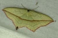 Timandra comae