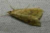 Udea ferrugalis