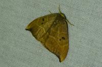 Watsonalla binaria