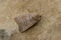Hoplodrina