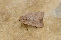 Hoplodrina