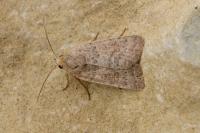 Hoplodrina