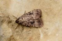 Amphipyra pyramidea/Amphipyra berbera