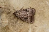 Amphipyra pyramidea/Amphipyra berbera
