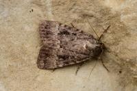 Amphipyra pyramidea/Amphipyra berbera