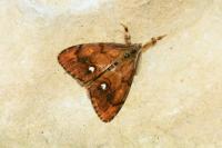 Orgyia antiqua