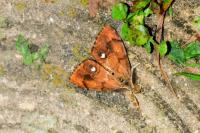 Orgyia antiqua
