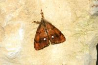 Orgyia antiqua