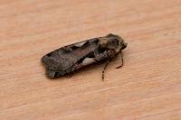 Xestia c-nigrum
