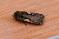 Xestia c-nigrum