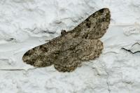 Peribatodes rhomboidaria rhomboidaria