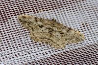 Peribatodes rhomboidaria rhomboidaria