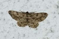 Peribatodes rhomboidaria rhomboidaria