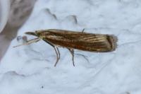 Agriphila tristella