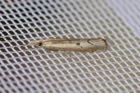 Agriphila geniculea