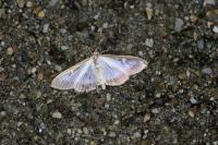 Cydalima perspectalis