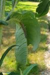 Cucullia verbasci