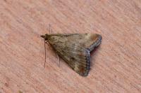 Pyrausta despicata