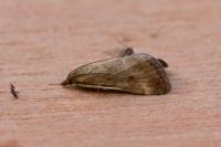 Pyrausta despicata
