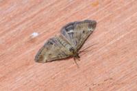 Pyrausta despicata