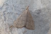Pechipogo strigilata