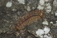 Lymantria dispar