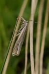 Crambus lathoniellus